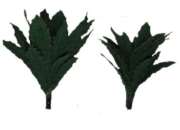Agave, klein