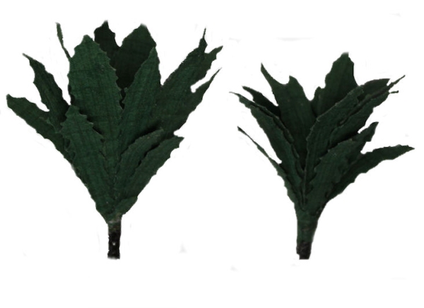 Agave, klein
