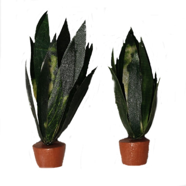 Agave im Topf, klein