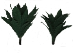 Agave, groß